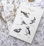 PC MOUNTED Causeway Seabirds Print