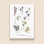 PC MOUNTED Flora Of The Mournes Print