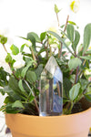 KK Self Watering Crystal